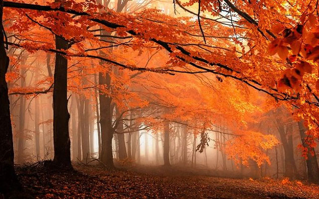 Leiderschap: succes of ondergang